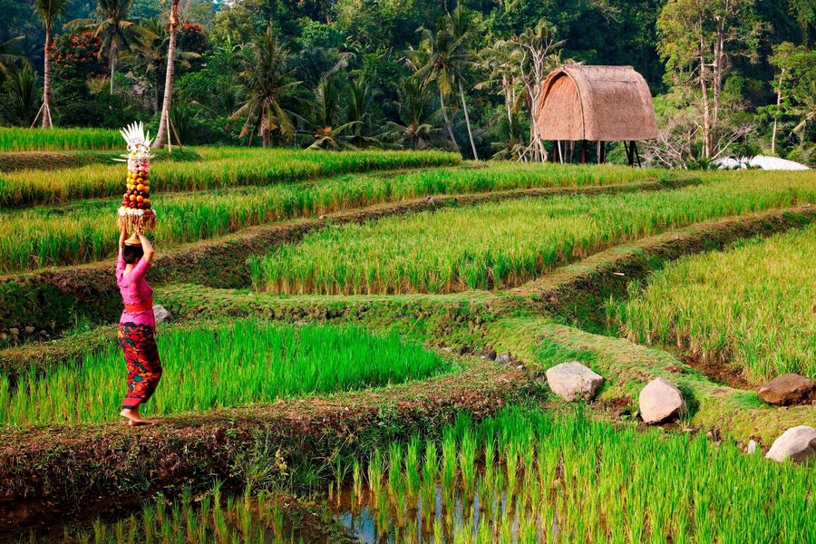 Mandapa, a Ritz-Carlton Reserve, photo 5