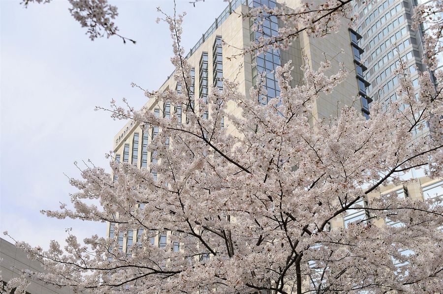 Grand Hyatt Tokyo, photo 5