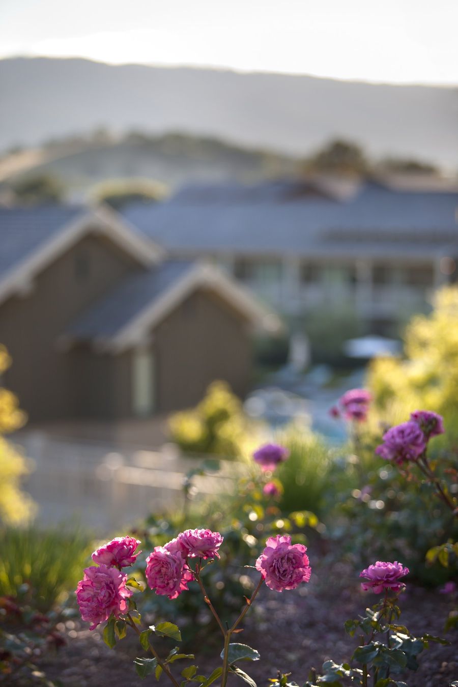 Rosewood Sand Hill, photo 5